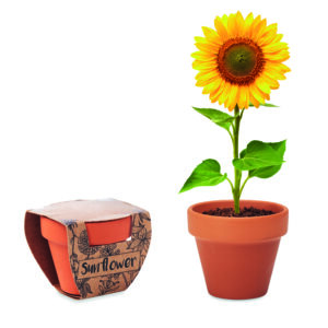 Pot graines de tournesol