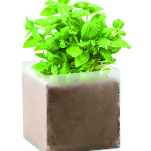 Substrat avec graines Basilic.