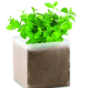 Substrat avec graines Menthe